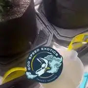 God Speed Exotics (2)