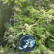 Mix Pack