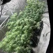 4 Pot Grow #2