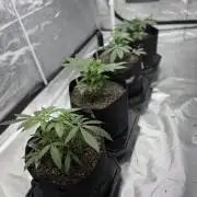 4 Pot Grow #2