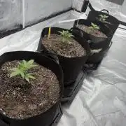 4 Pot Grow #2