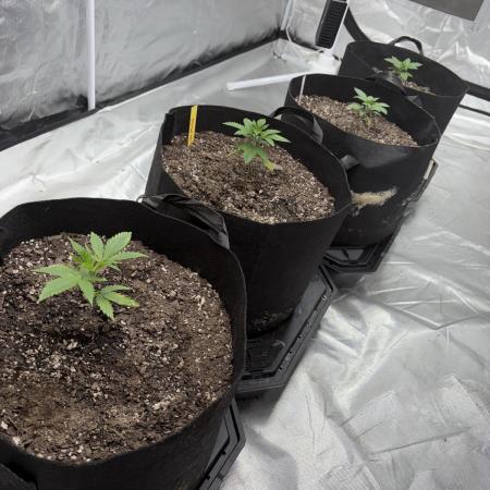 4 Pot Grow #2
