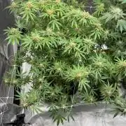 4 Pot Grow #2