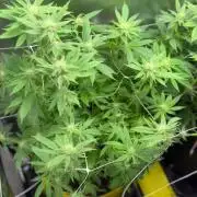 2 Pot Grow #1