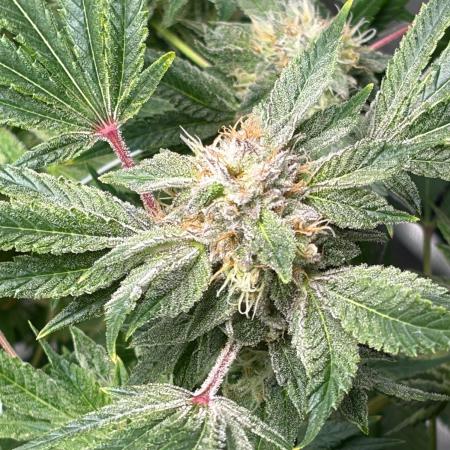 2 Pot Grow #1