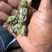 4 Pot Grow #2