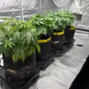 4 Pot Grow #2