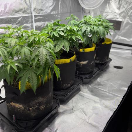 4 Pot Grow #2