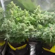2 Pot Grow #1