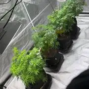 4 Pot Grow #2
