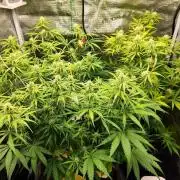 Malawi x Panama by Ace Seeds