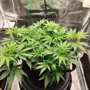 Malawi x Panama by Ace Seeds