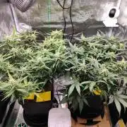 Blue Dream Auto+Frozen Black Cherry Auto