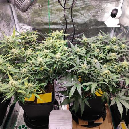 Blue Dream Auto+Frozen Black Cherry Auto