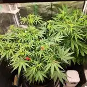 Malawi x Panama by Ace Seeds