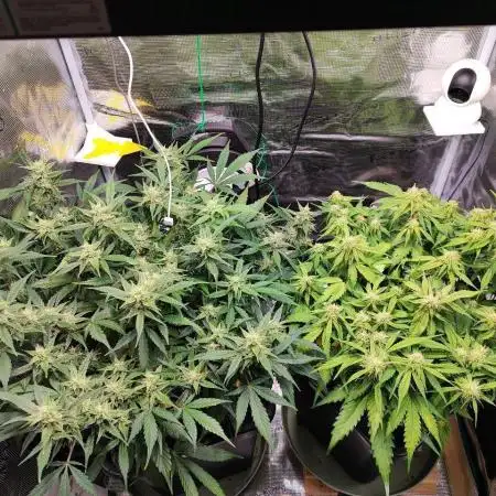 Epic Buzz Auto & Cinderella Auto