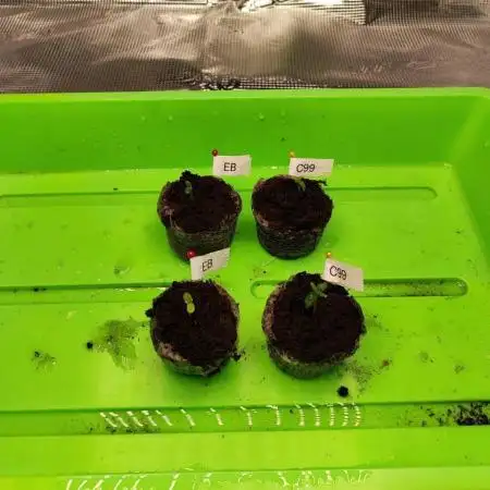 Epic Buzz Auto & Cinderella Auto