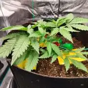 Malawi x Panama by Ace Seeds