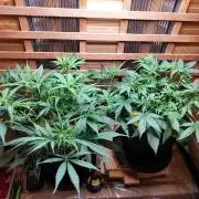 Blue Dream Auto+Frozen Black Cherry Auto