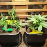 Blue Dream Auto+Frozen Black Cherry Auto