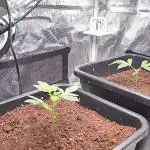 Epic Buzz Auto & Cinderella Auto