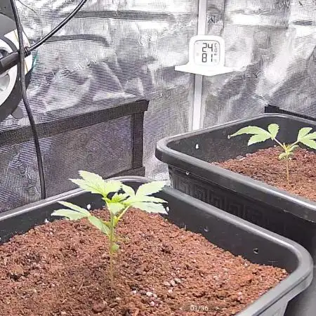 Epic Buzz Auto & Cinderella Auto