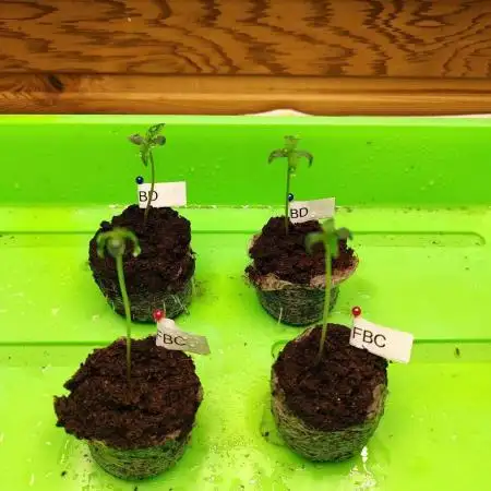 Blue Dream Auto+Frozen Black Cherry Auto