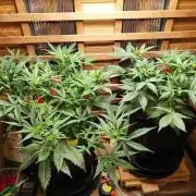 Blue Dream Auto+Frozen Black Cherry Auto