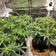 Blue Dream Auto+Frozen Black Cherry Auto