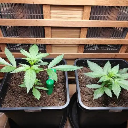 Blue Dream Auto+Frozen Black Cherry Auto