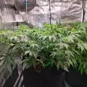 Malawi x Panama by Ace Seeds