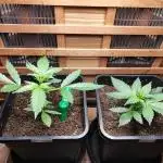 Blue Dream Auto+Frozen Black Cherry Auto