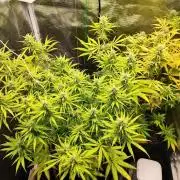 Malawi x Panama by Ace Seeds