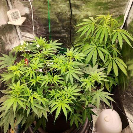 Malawi x Panama by Ace Seeds