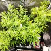 Malawi x Panama by Ace Seeds