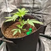 Malawi x Panama by Ace Seeds