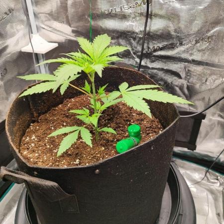 Malawi x Panama by Ace Seeds