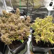 Epic Buzz Auto & Cinderella Auto