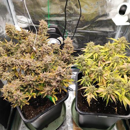 Epic Buzz Auto & Cinderella Auto