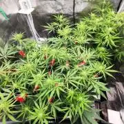 Malawi x Panama by Ace Seeds