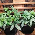 Blue Dream Auto+Frozen Black Cherry Auto