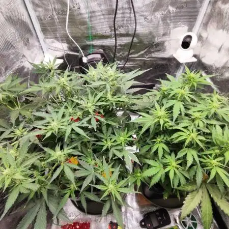Epic Buzz Auto & Cinderella Auto