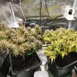 Epic Buzz Auto & Cinderella Auto