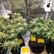 Blue Dream Auto+Frozen Black Cherry Auto