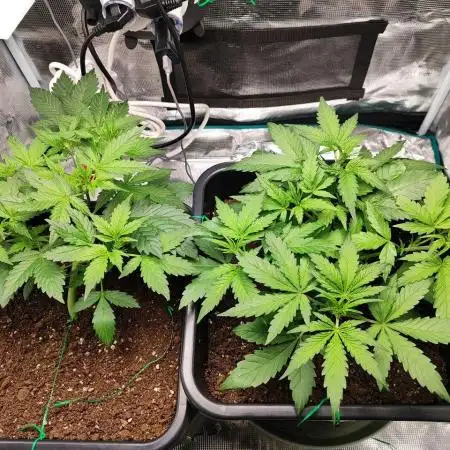Epic Buzz Auto & Cinderella Auto