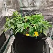 Malawi x Panama by Ace Seeds