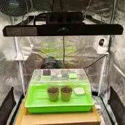 Malawi x Panama by Ace Seeds