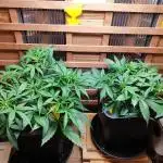 Blue Dream Auto+Frozen Black Cherry Auto