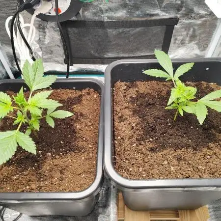 Epic Buzz Auto & Cinderella Auto