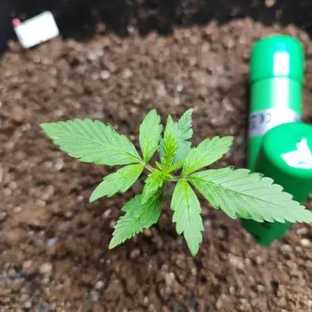 Blue Dream Auto+Frozen Black Cherry Auto